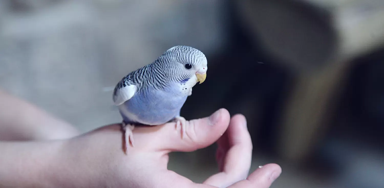 Уход за волнистым попугаем в домашних условиях - ЧИКА