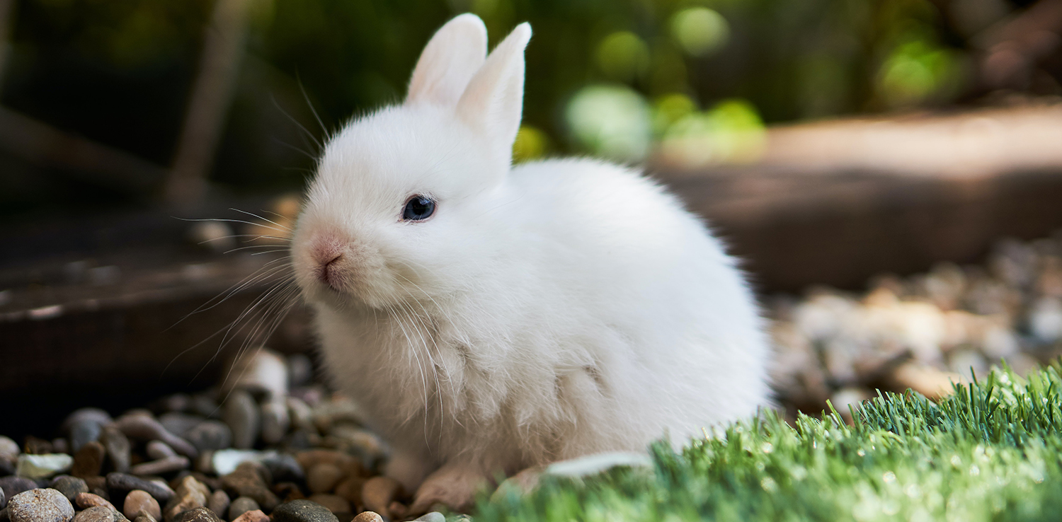 Питание домашних декоративных кроликов