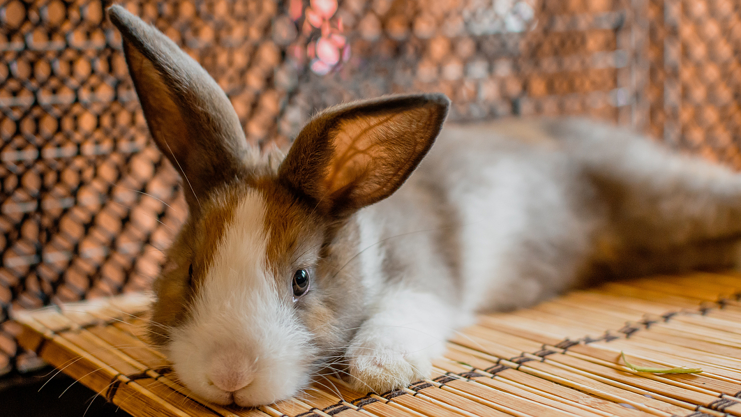 Грубый корм для кроликов