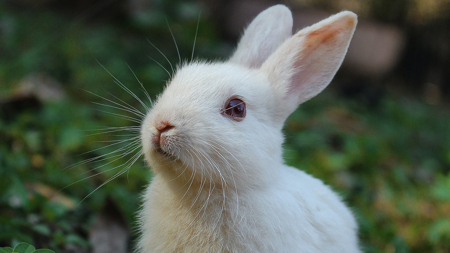 Грубый корм для кроликов