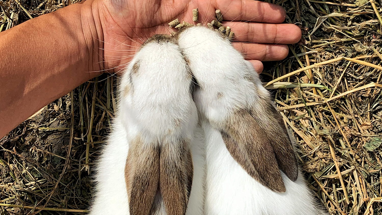 Грубый корм для кроликов